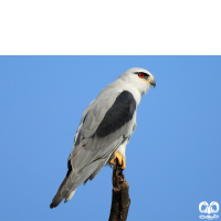 گونه کورکور بال سیاه Black-winged Kite